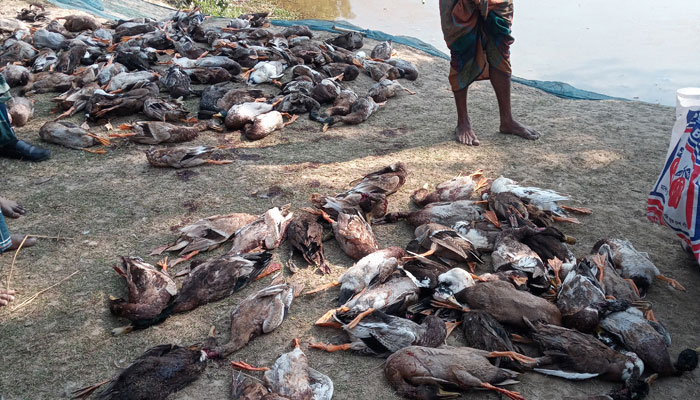 বিষ দিয়ে ৩০০ হাঁস নিধন