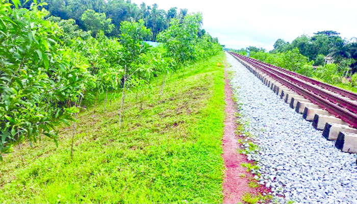 পরিবেশের ক্ষতি ঠেকাবে ৩ ধরনের ৬ লাখ চারা
