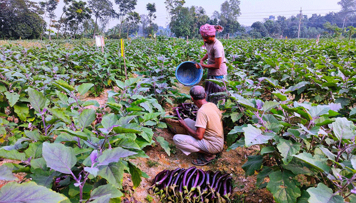 শীতকালীন সবজিতে দ্বিগুণ লাভ