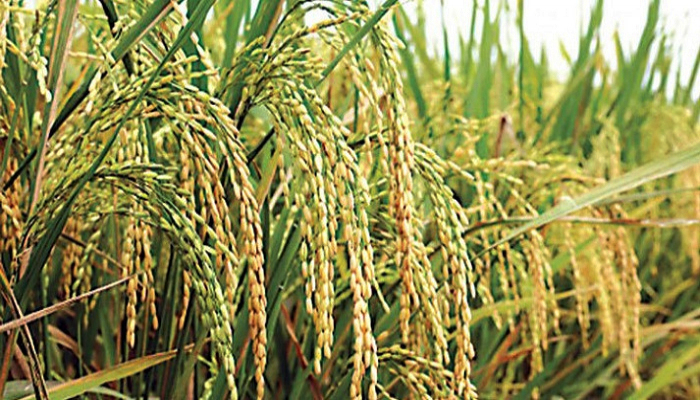 হবিগঞ্জে আমন সংগ্রহের লক্ষ্যমাত্রা ৮ হাজার টন
