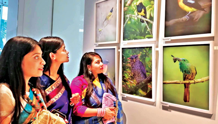 আলোকচিত্রে পাখা মেলল নিসর্গের পাখিরা