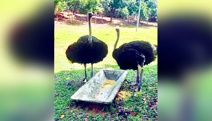 বন্যপ্রাণী সংরক্ষণে সফল ডুলাহাজারা মডেল বন্যপ্রাণী সংরক্ষণে সফল ডুলাহাজারা মডেল
