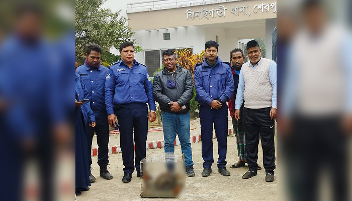 মেছো বাঘের বাচ্চা বসেছিল কাঁঠাল গাছে