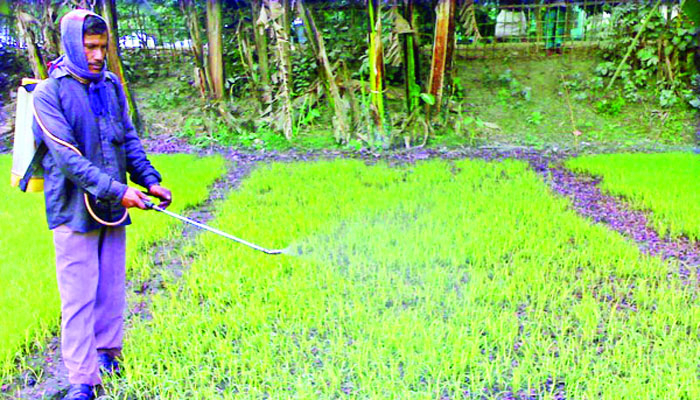ঘন কুয়াশায় নষ্ট হচ্ছে বোরো ধানের বীজতলা