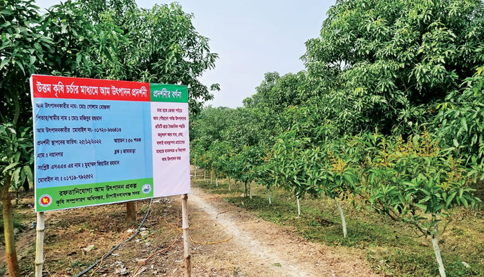 আম রপ্তানিতে শীর্ষ দশে যেতে চায় বাংলাদেশ