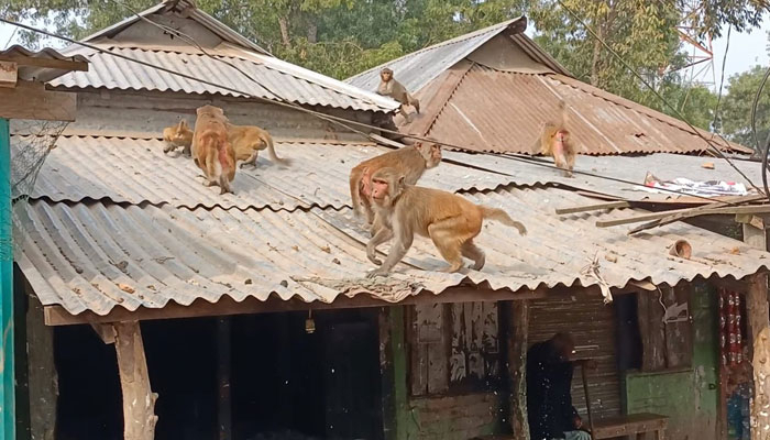 খাদ্য সংকটে লোকালয়ে বন্যপ্রাণীর হানা