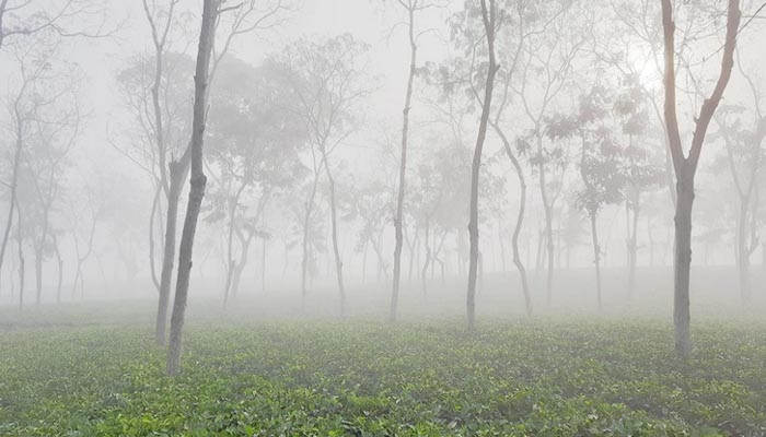 শ্রীমঙ্গলে মৌসুমের সর্বনিম্ন তাপমাত্রা ৫ দশমিক ৬ ডিগ্রি সেলসিয়াস