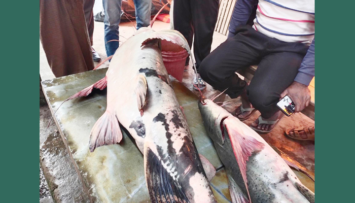 যমুনায় জেলের জালে ৫৫ কেজির বাঘাইড় যমুনায় জেলের জালে ৫৫ কেজির বাঘাইড়