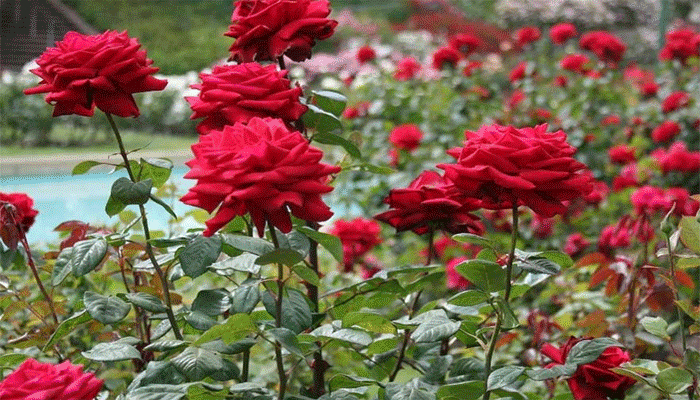 ভালোবাসার মাসে প্রেমিকার নামে গোলাপ বাগান তৈরি যুবকের
