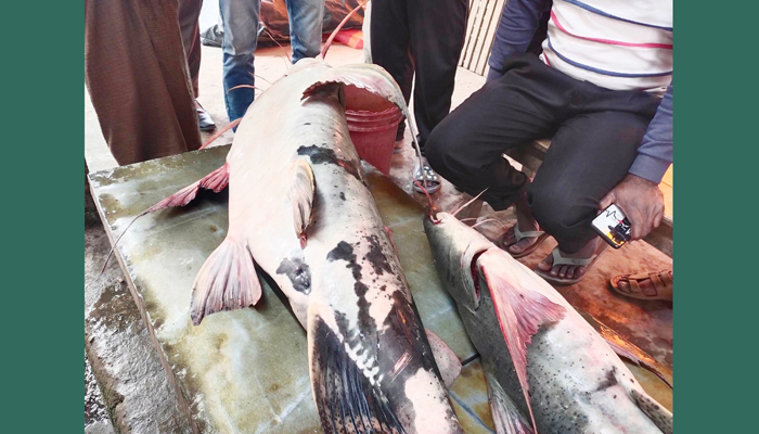 যমুনায় জেলের জালে ৫৫ কেজির বাঘাইড়