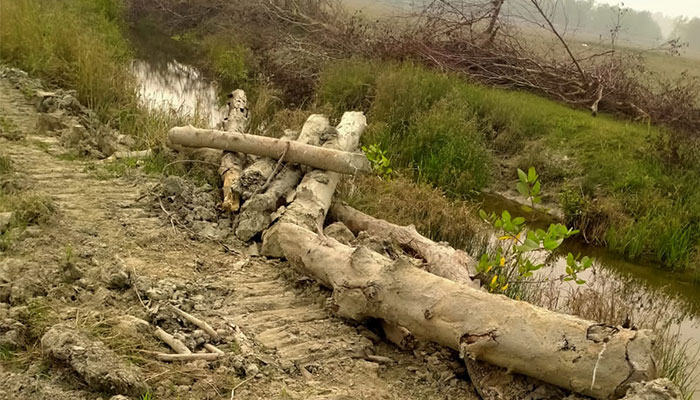 গাছ কেটে পাচারের অভিযোগে ভূমি কর্মকর্তাসহ ৯ জন কারাগারে