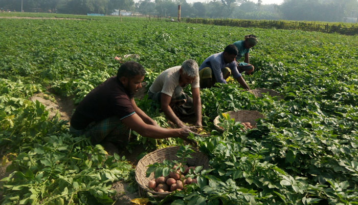 দামের আশায় ঝুঁকি নিচ্ছেন আলুচাষিরা