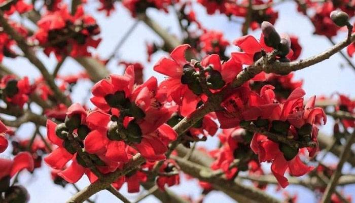 বসন্ত মানেই নতুন প্রাণের কলরব