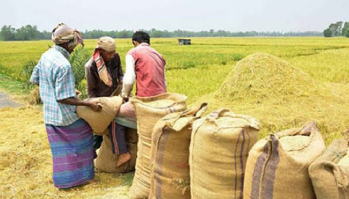 এক ছটাক ধানও ওঠেনি সরকারি গুদামে