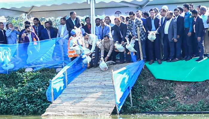 হাতিরঝিলে ৩ শতাধিক হাঁস ছাড়ল রাজউক