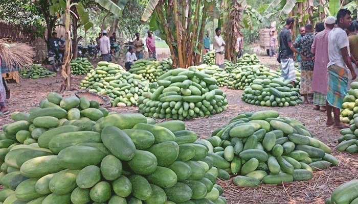বাঙ্গি-লালমির ফলন কম হওয়ায় লোকসানের মুখে ফরিদপুরের চাষিরা বাঙ্গি-লালমির ফলন কম হওয়ায় লোকসানের মুখে ফরিদপুরের চাষিরা