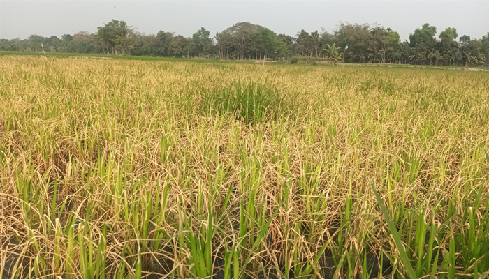 জমিতে কীটনাশক দেওয়ার পর পুড়ে গেছে ধানের চারা জমিতে কীটনাশক দেওয়ার পর পুড়ে গেছে ধানের চারা