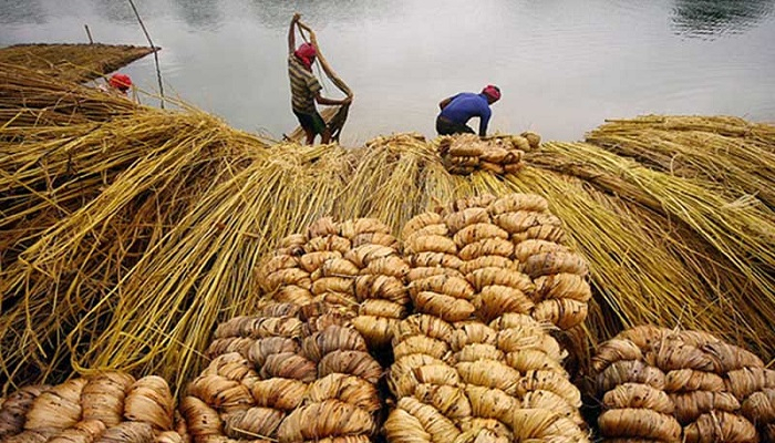 পাট এখন কৃষিপণ্য পাট এখন কৃষিপণ্য