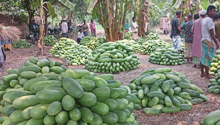 বাঙ্গি-লালমির ফলন কম হওয়ায় লোকসানের মুখে ফরিদপুরের চাষিরা