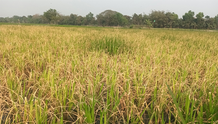 জমিতে কীটনাশক দেওয়ার পর পুড়ে গেছে ধানের চারা
