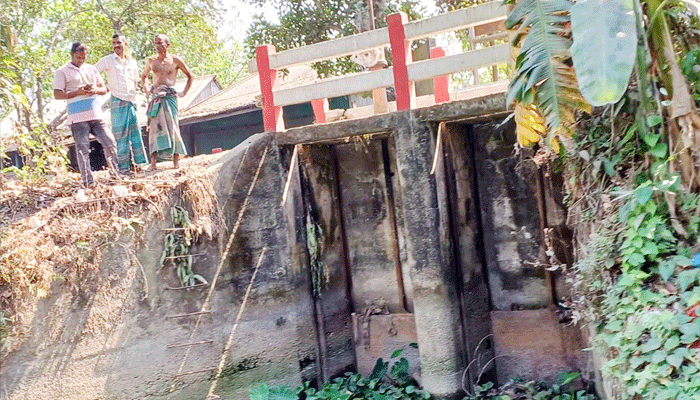 অকেজো স্লুইসগেট, সেচ ব্যাহত ৩০ বোরো ব্লকে