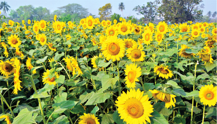 সূর্যমুখীর হাসিতে আপ্লুত কৃষক