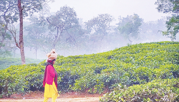 খরায় পুড়ছে চা বাগান, হুমকির মুখে উৎপাদন