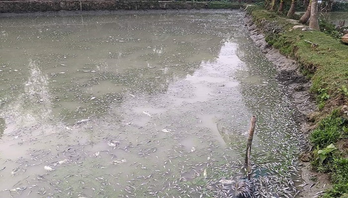 ভোরের আলো ফুটতেই চুরমার জায়েদের স্বপ্ন