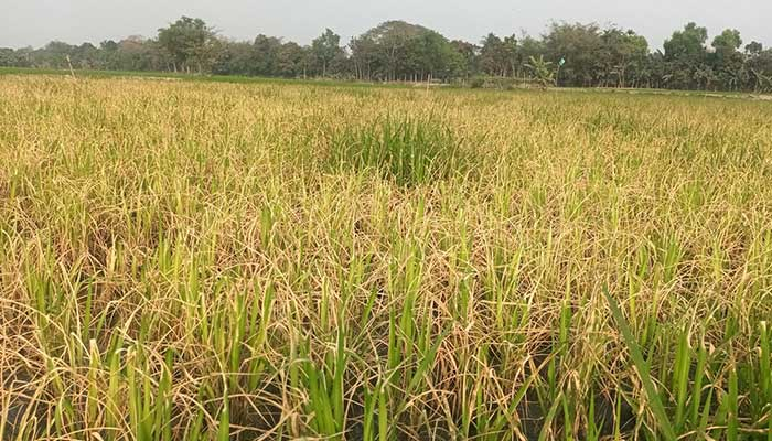 জমিতে কীটনাশক দেওয়ার পর পুড়ে গেছে ধানের চারা