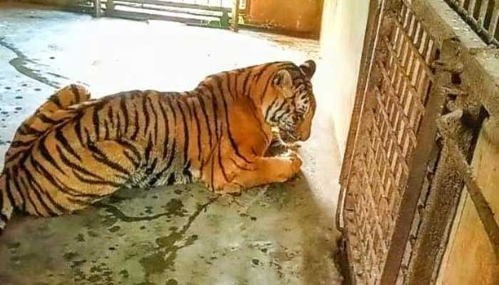 বাঁচানো গেল না অসুস্থ বাঘিনীকে