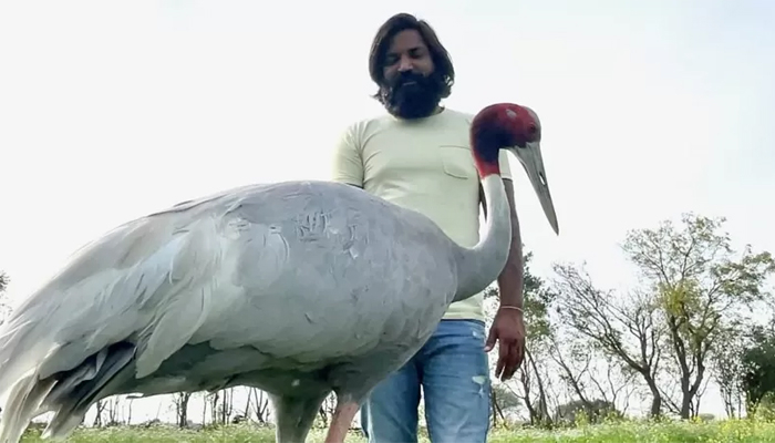 সেই সারস পাখিকে হারালেন আরিফ