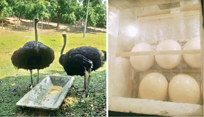 দর্শনার্থীর মন কাড়বে উটপাখি-ম্যাকাও