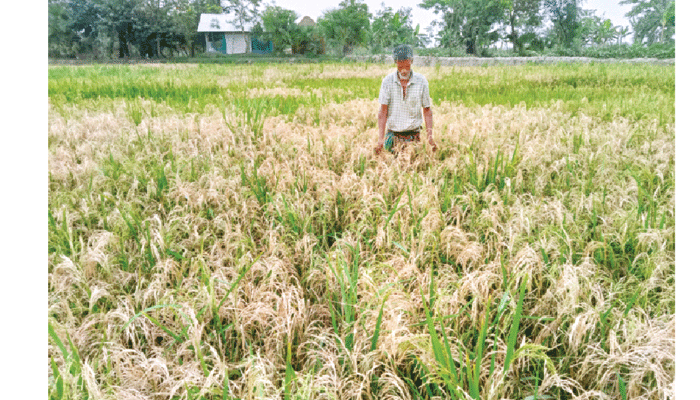 কয়রায় লোকসানের মুখে তিন হাজার বোরো চাষি
