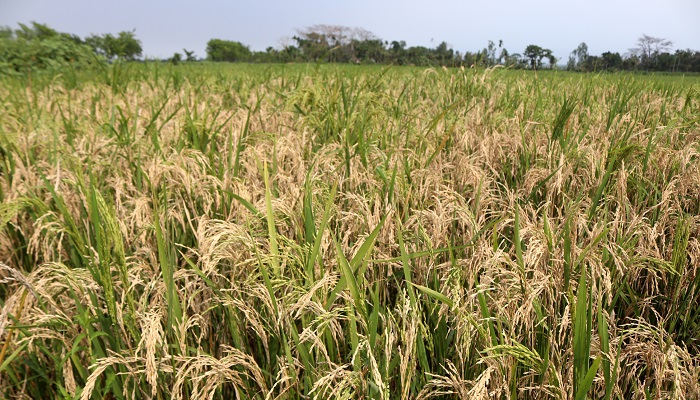 ব্রি-২৮ ধান নিয়ে বিপাকে কৃষক
