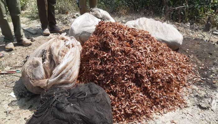 বিষ দিয়ে শিকার করা চিংড়ি শুঁটকি জব্দ