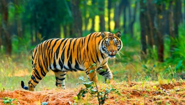 সুন্দরবনে একটি রেঞ্জে শেষ বাঘ শুমারি, চলছে আরেকটিতে