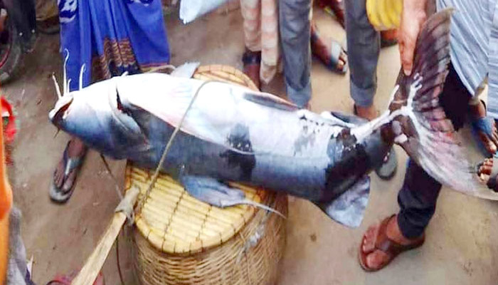 ব্রহ্মপুত্রে জেলের জালে ধরা পড়ল ৩১ কেজি ওজনের বাঘাইড়