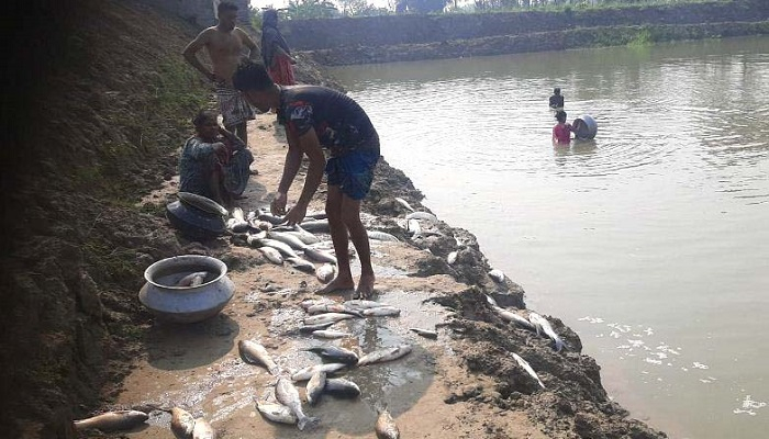 শত্রুতার বিষে মরল ৮ লাখ টাকার মাছ