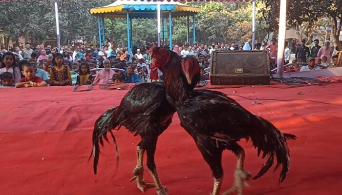 বগুড়ায় বৈশাখী মেলায় ঐতিহ্যবাহী মোরগ লড়াই