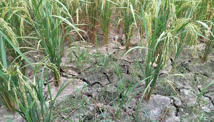 মৌসুমে সর্বোচ্চ তাপমাত্রা চুয়াডাঙ্গায়, আজ ৪২ দশমিক ২ ডিগ্রি