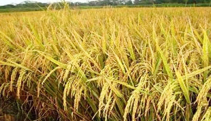 কৃষকের ধান কেটে দিল স্বেচ্ছাসেবক লীগ