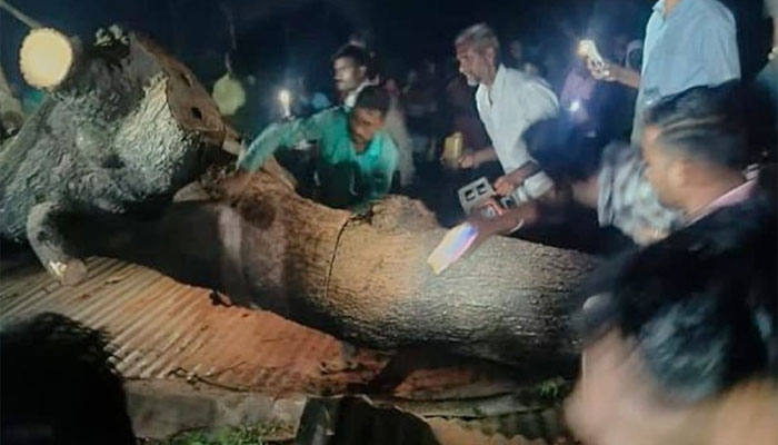 ভারতে গাছচাপায় প্রাণ গেল ৭ জনের