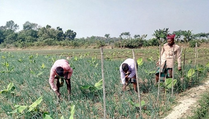 লোকসানের ভয়ে পেঁয়াজ তুলছেন না কৃষক
