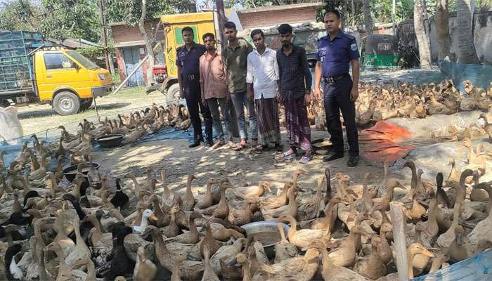 গাজনার বিল  থেকে ৭০০ হাঁস  ছিনতাই, গ্রেপ্তার ৪