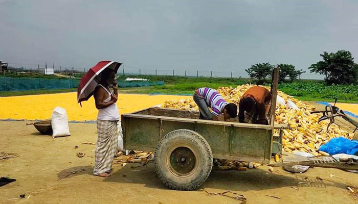 চরের ‘সোনা’ ঘরে তুলছেন চাষিরা