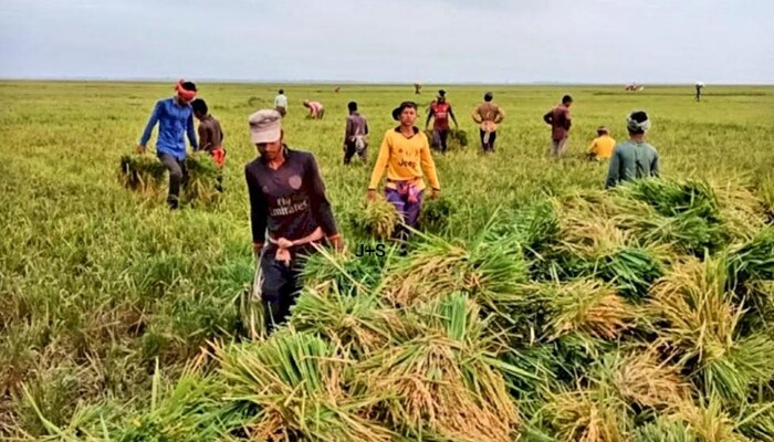 রাজনগরে হাওরের ধান দ্রুত কাটার জন্য মাইকিং