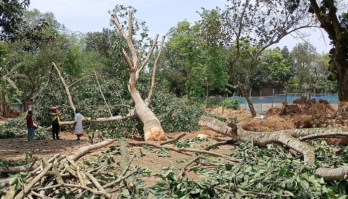 বিরোধপূর্ণ জমির ৪ শতাধিক গাছ কাটার অভিযোগ বিরোধপূর্ণ জমির ৪ শতাধিক গাছ কাটার অভিযোগ