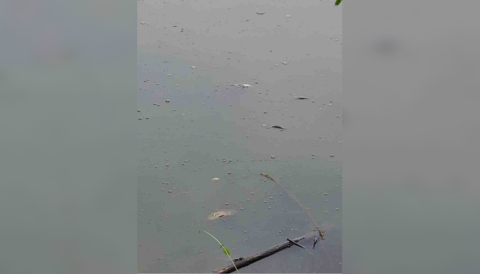 বরিশালে মানবতার কৃষি খামারের পুকুরে বিষ বরিশালে মানবতার কৃষি খামারের পুকুরে বিষ