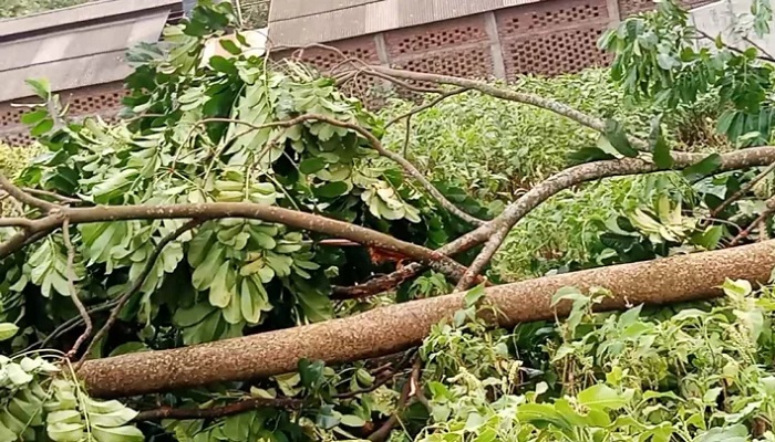 ঝড়ের সময় আম কুড়াতে গিয়ে প্রাণ গেল ২ বোনের ঝড়ের সময় আম কুড়াতে গিয়ে প্রাণ গেল ২ বোনের