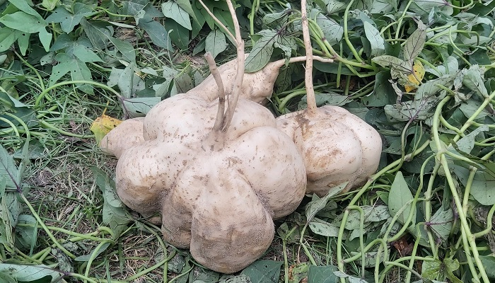 চরের জমিতে সাড়ে ৩ কেজির মিষ্টিআলু